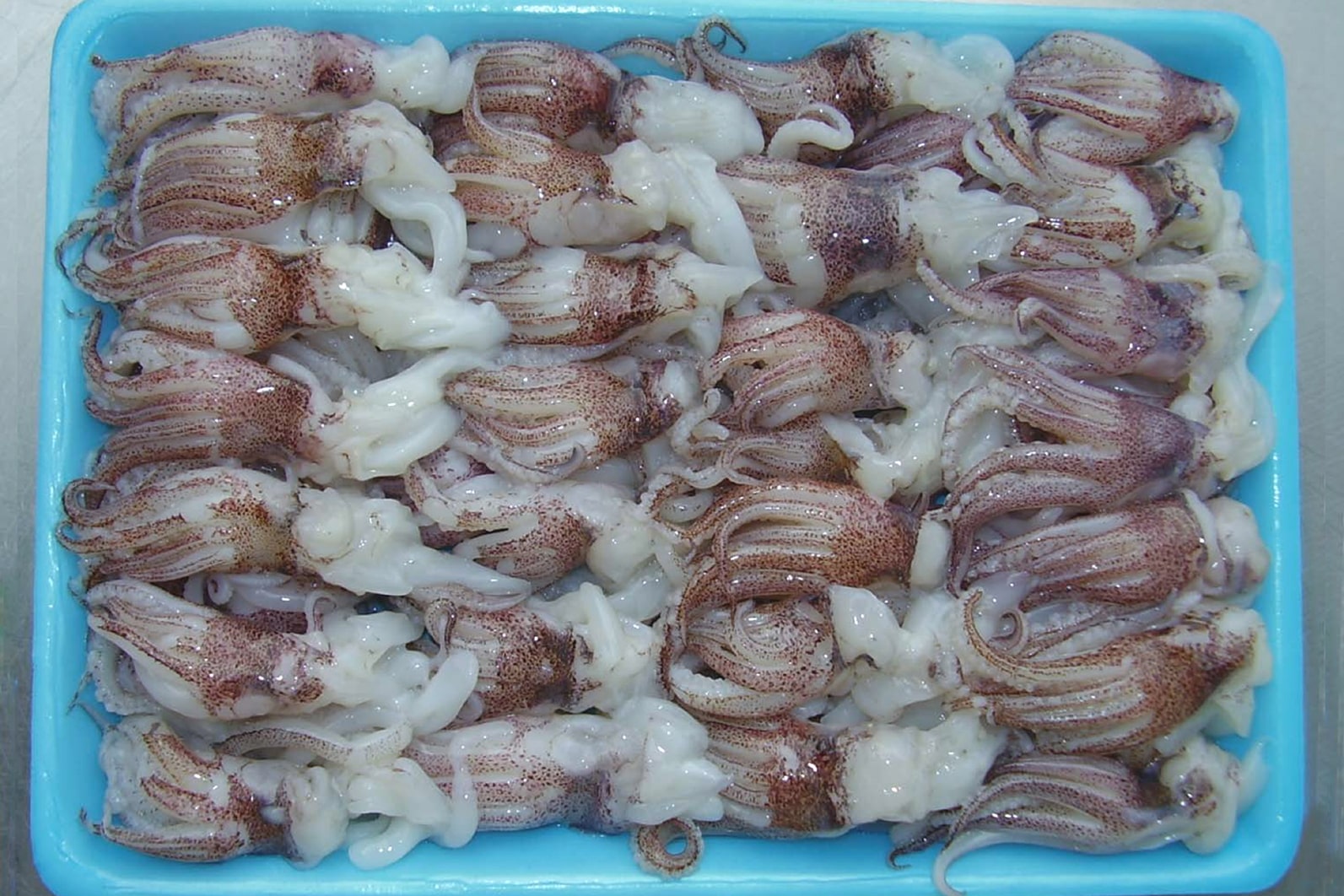 Squid Tentacles