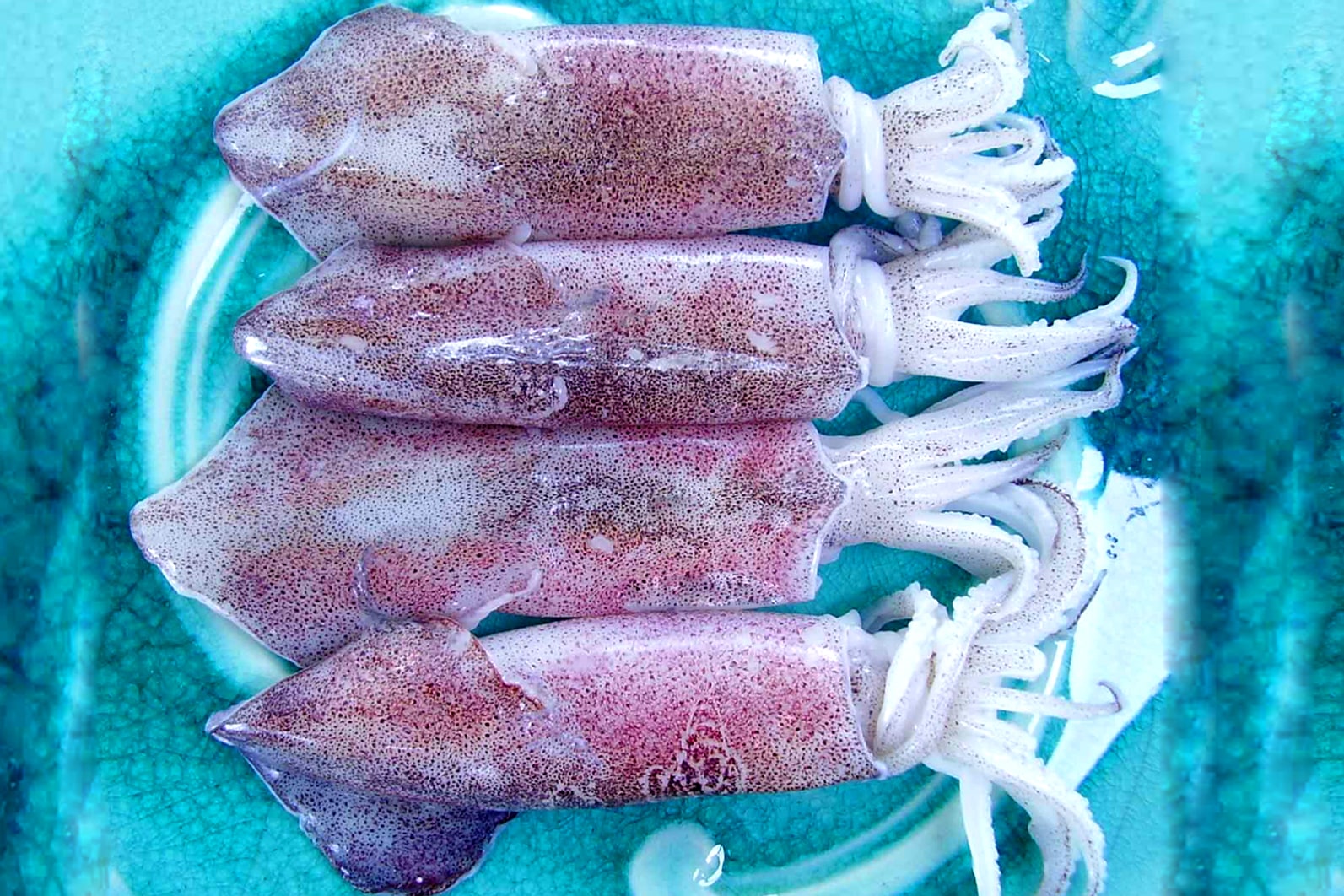 Squid Raw Metarials